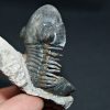 Trilobite Paralejurus en posición alta
