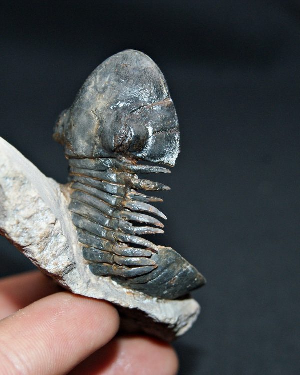 Trilobite Paralejurus en posición alta