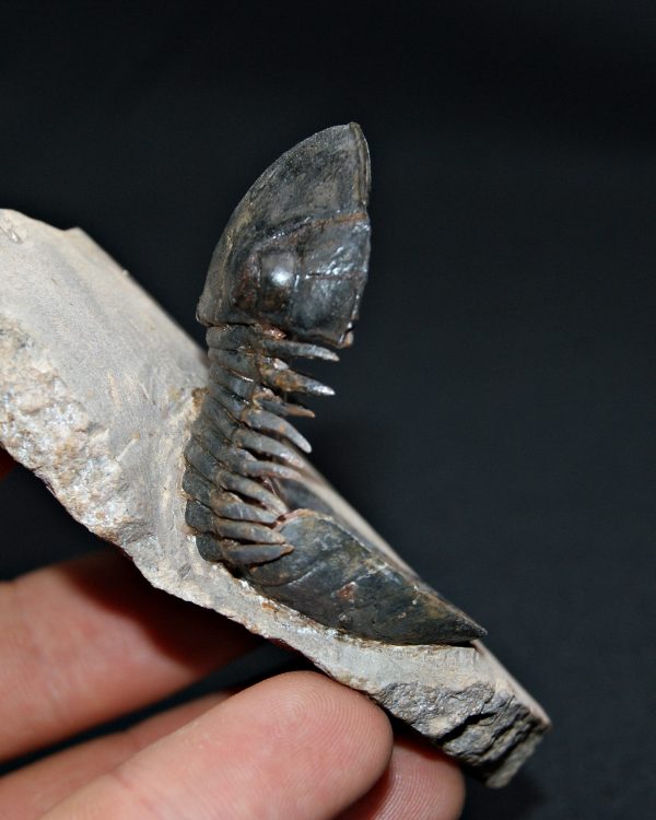 Trilobite Paralejurus en posición alta