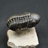 Trilobite Reedops de alta calidad