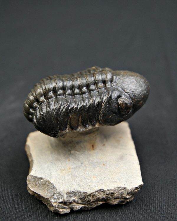 Trilobite Reedops de alta calidad