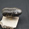 Trilobite Reedops de alta calidad