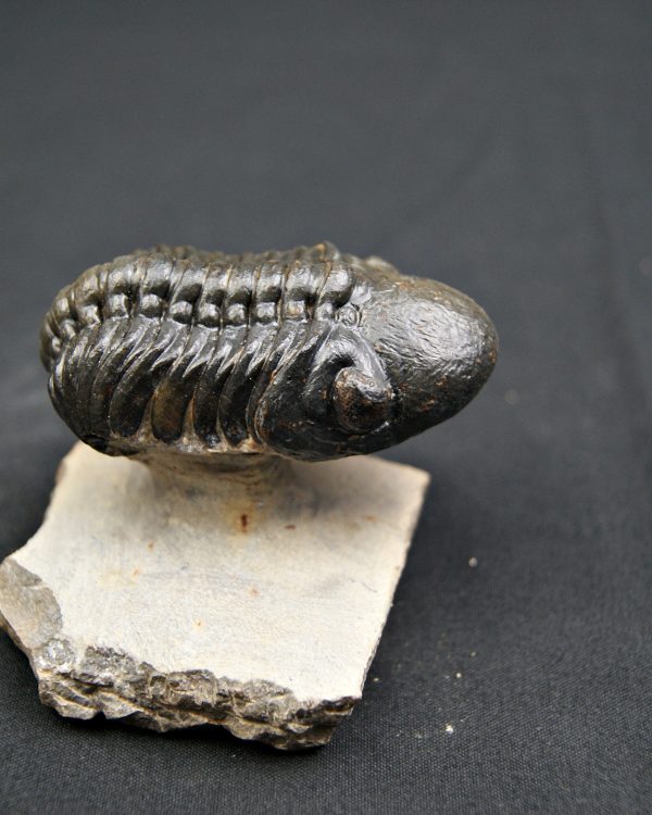 Trilobite Reedops de alta calidad