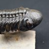 Trilobite Reedops de alta calidad