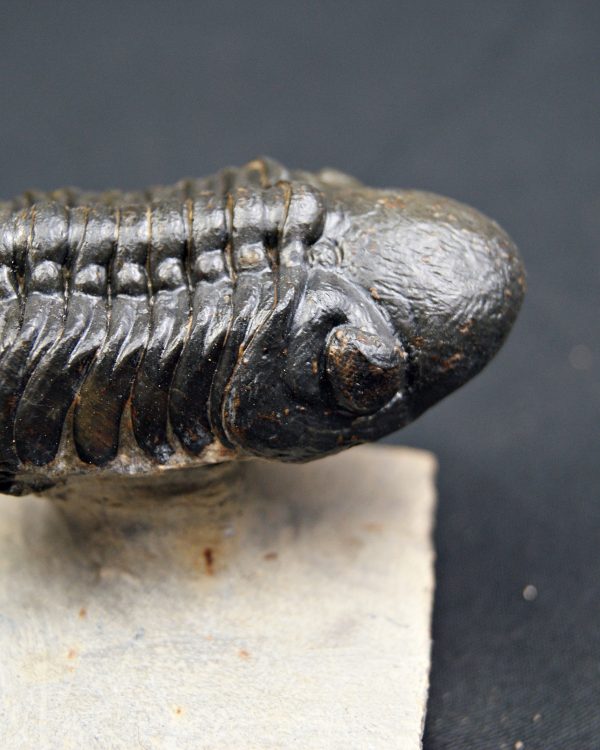 Trilobite Reedops de alta calidad