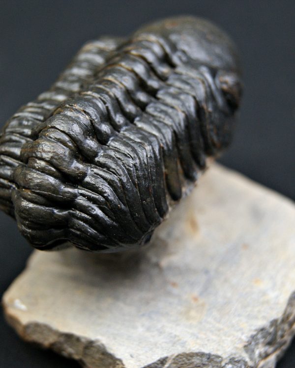 Trilobite Reedops de alta calidad