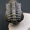 Trilobite Reedops de alta calidad