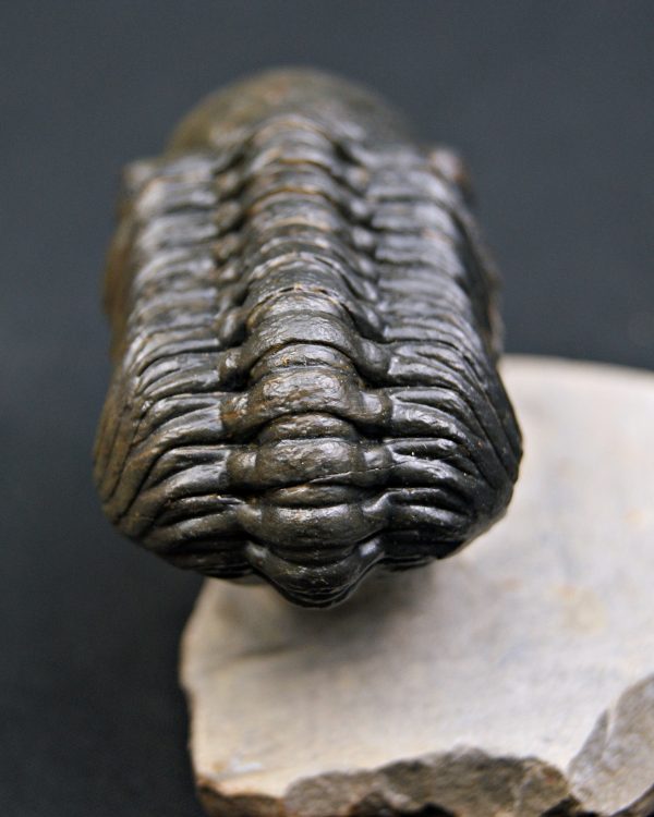 Trilobite Reedops de alta calidad
