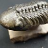 Trilobite Reedops de alta calidad