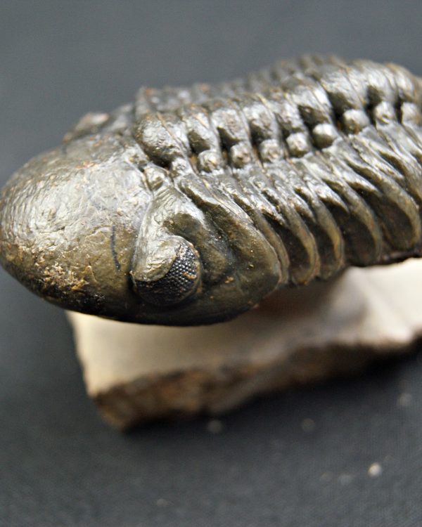 Trilobite Reedops de alta calidad