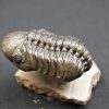 Trilobite Reedops de alta calidad