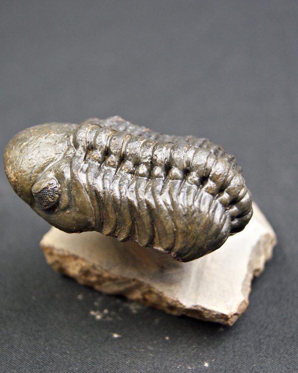 Trilobite Reedops de alta calidad