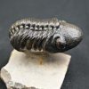 Trilobite Reedops de alta calidad