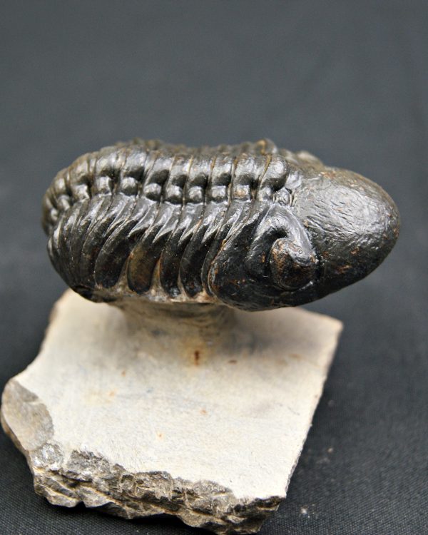 Trilobite Reedops de alta calidad