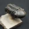 Trilobite Reedops de alta calidad