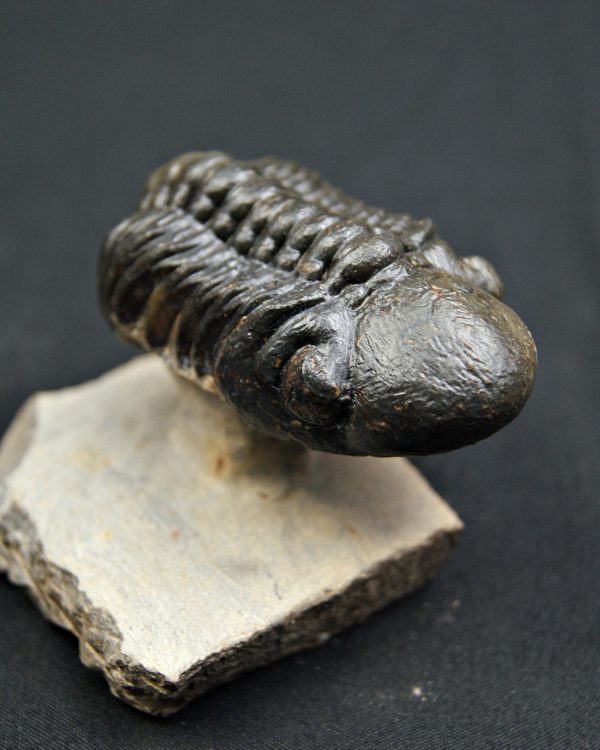 Trilobite Reedops de alta calidad