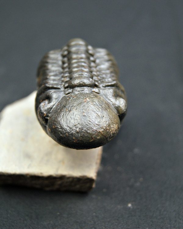 Trilobite Reedops de alta calidad