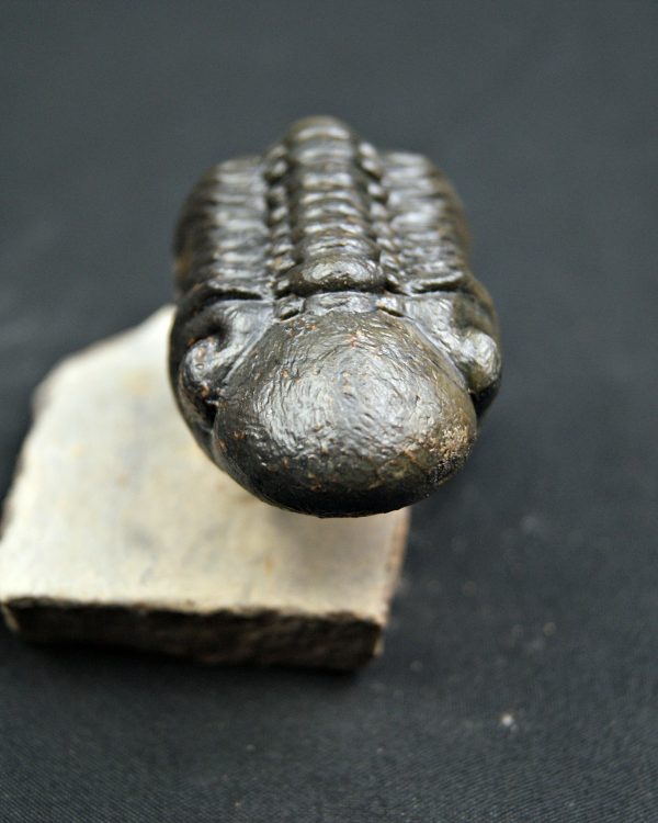 Trilobite Reedops de alta calidad