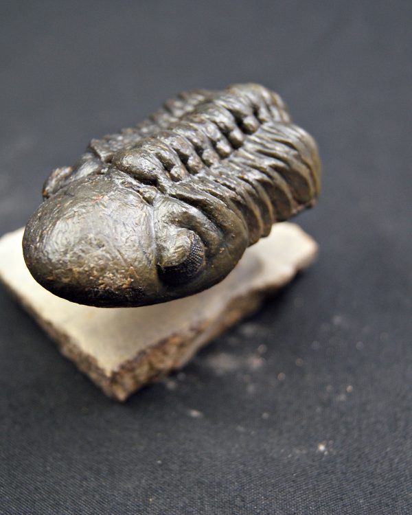 Trilobite Reedops de alta calidad