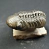 Trilobite Reedops de alta calidad