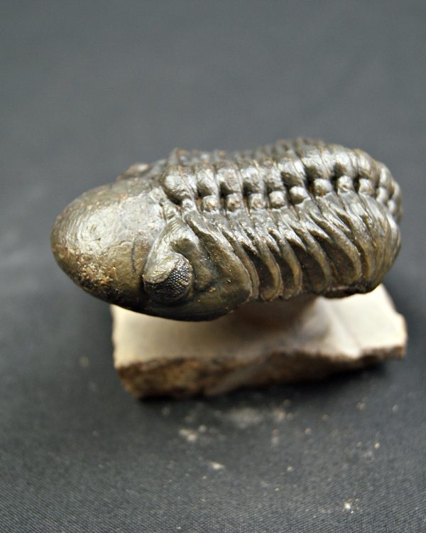 Trilobite Reedops de alta calidad