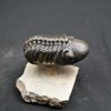 Trilobite Reedops de alta calidad