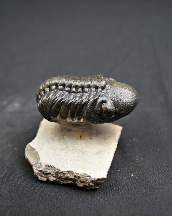 Trilobite Reedops de alta calidad
