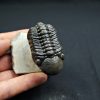 Trilobite Reedops de alta calidad