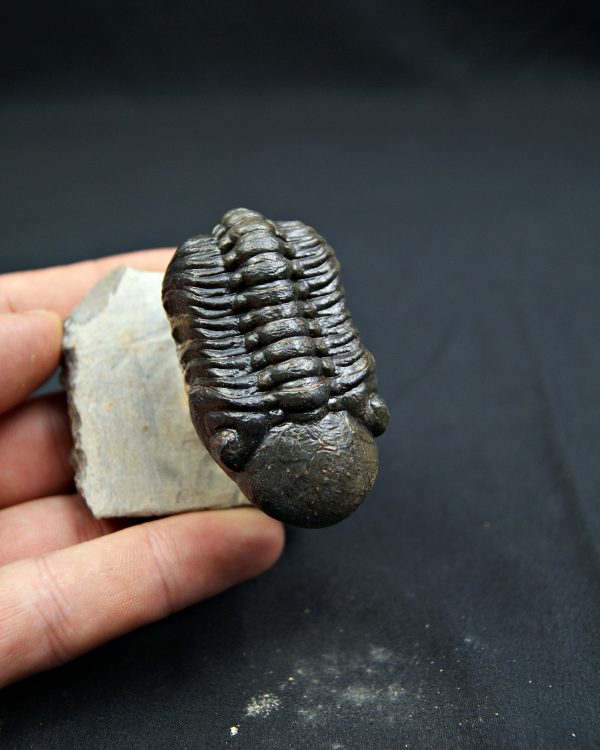 Trilobite Reedops de alta calidad