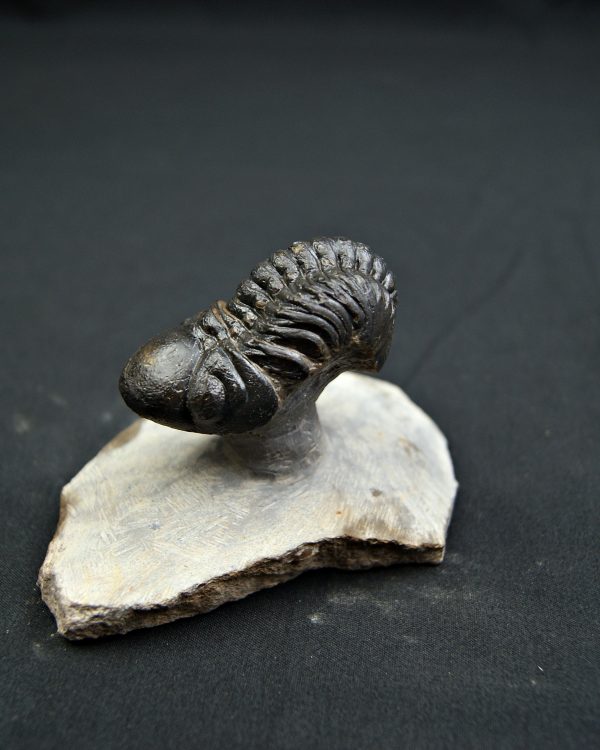 Reedops de alta calidad