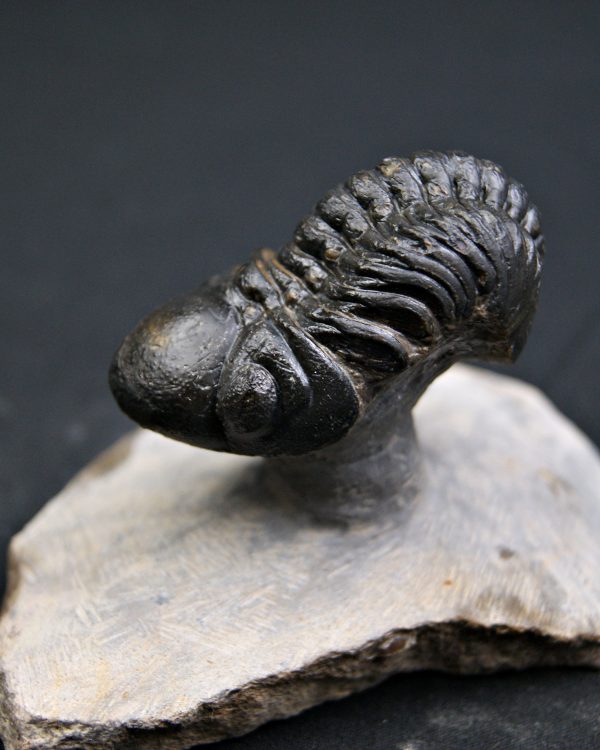 Reedops de alta calidad