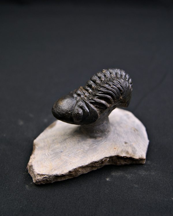 Reedops de alta calidad