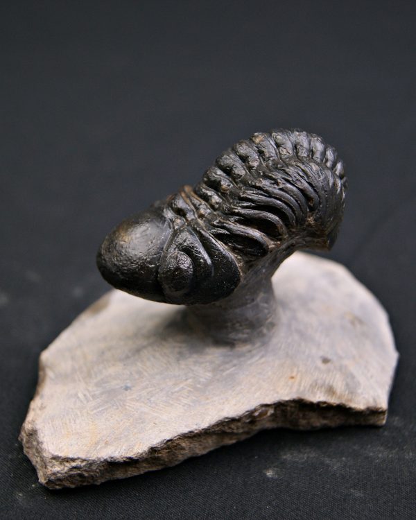 Reedops de alta calidad