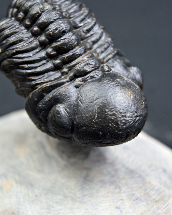 Reedops de alta calidad