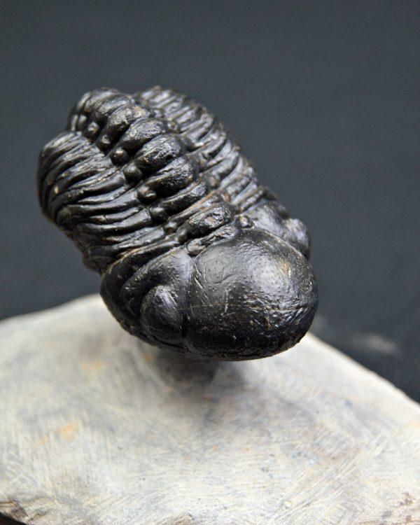 Reedops de alta calidad