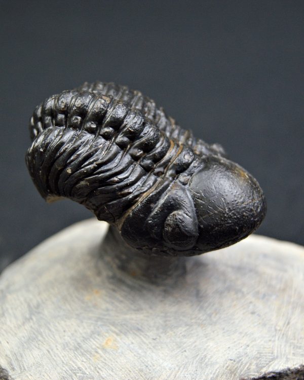 Reedops de alta calidad