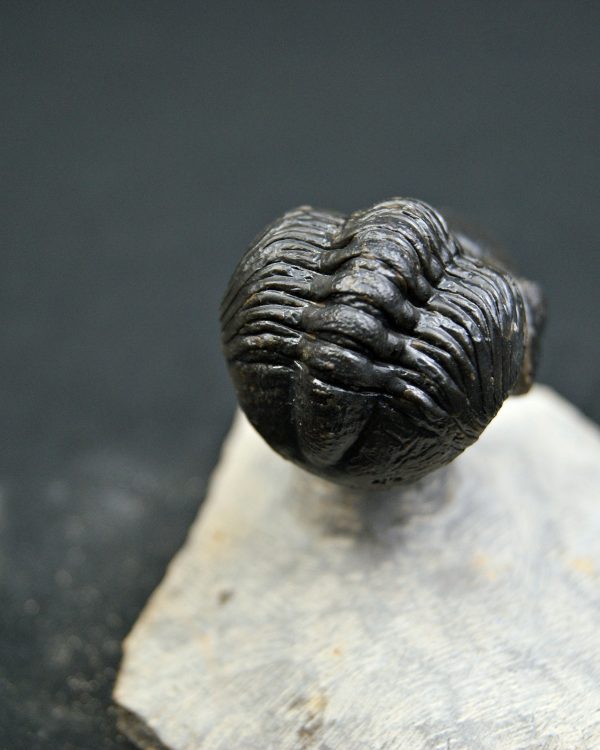 Reedops de alta calidad