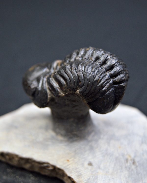 Reedops de alta calidad