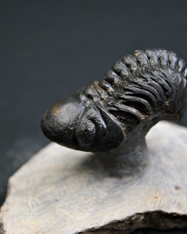 Reedops de alta calidad