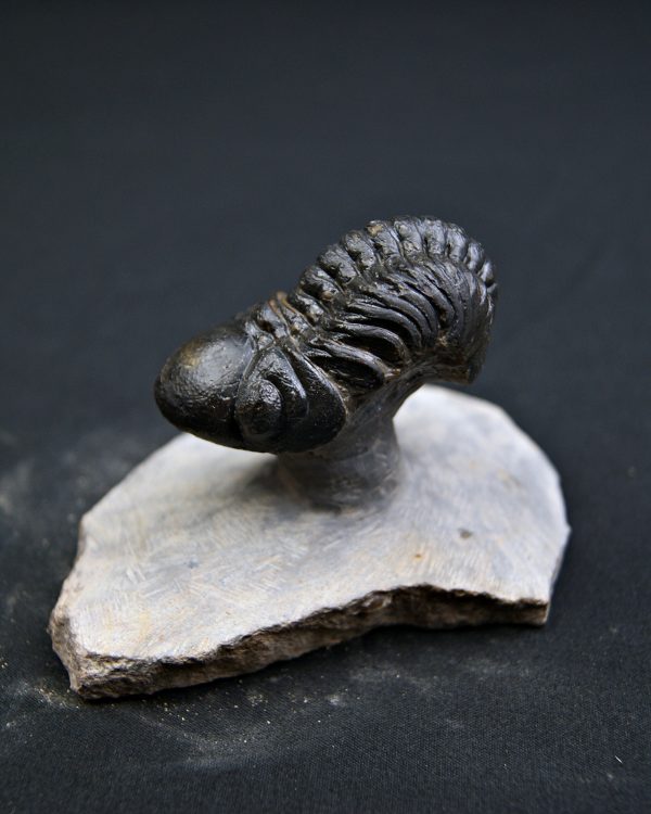 Reedops de alta calidad