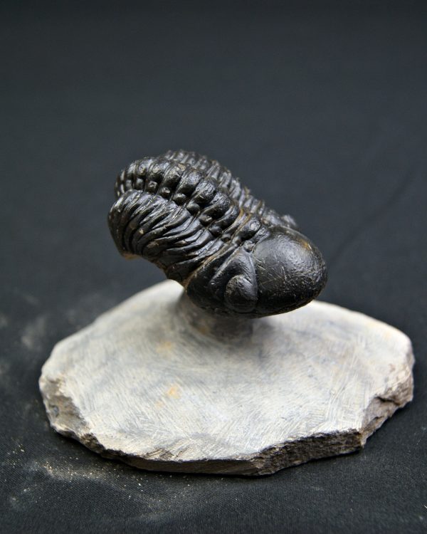 Reedops de alta calidad