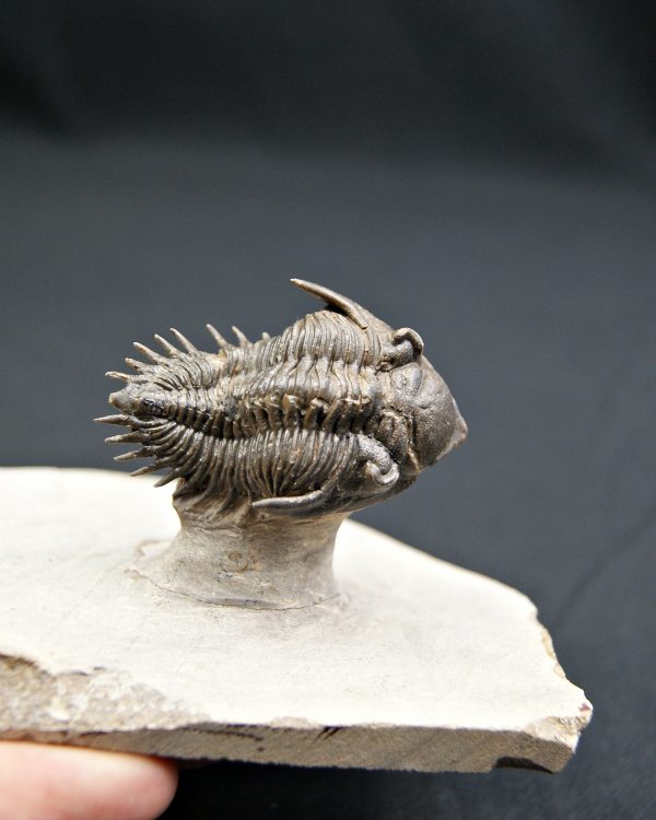 Trilobite Metacanthina en vuelo