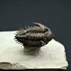 Trilobite Metacanthina en vuelo