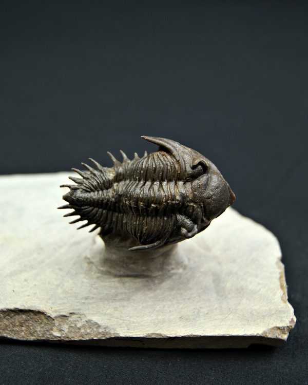 Trilobite Metacanthina en vuelo