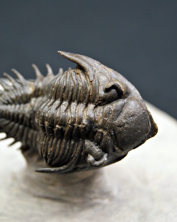 Trilobite Metacanthina en vuelo