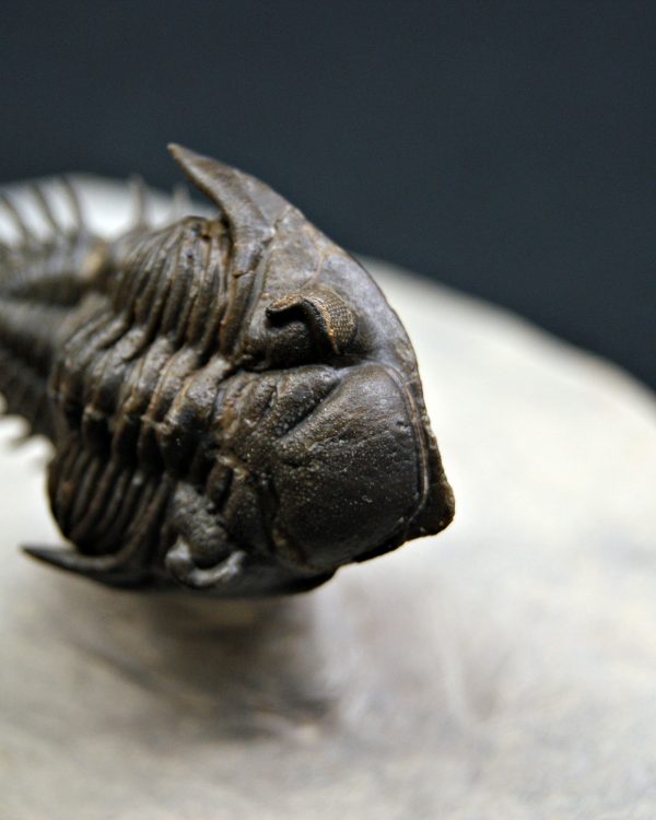 Trilobite Metacanthina en vuelo