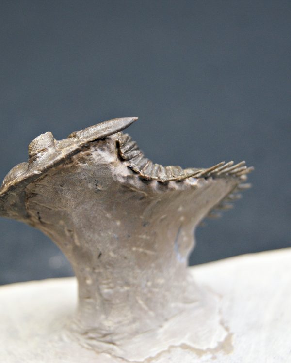 Trilobite Metacanthina en vuelo