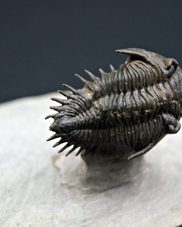 Trilobite Metacanthina en vuelo