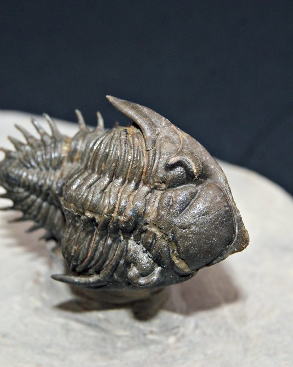 Trilobite Metacanthina en vuelo