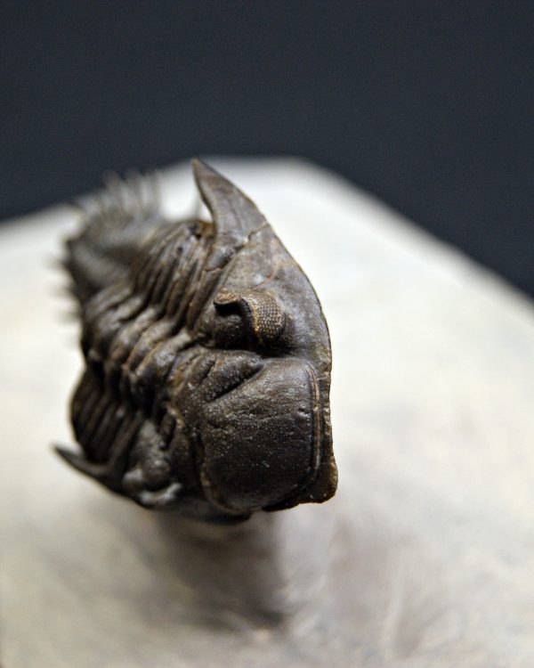 Trilobite Metacanthina en vuelo